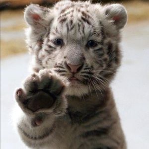 Meet your Posher, Nancy